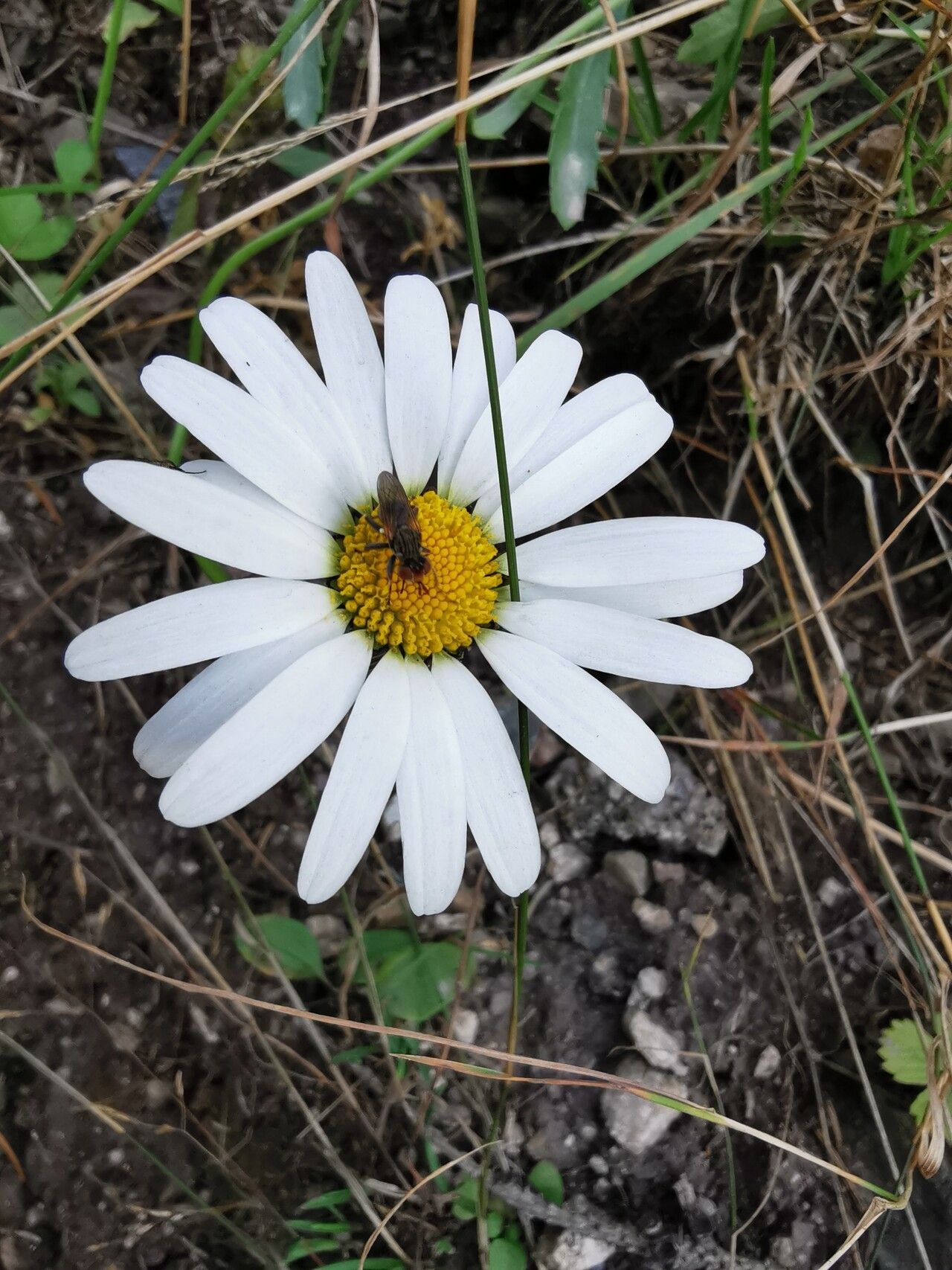 Leucanthemum adustum flower