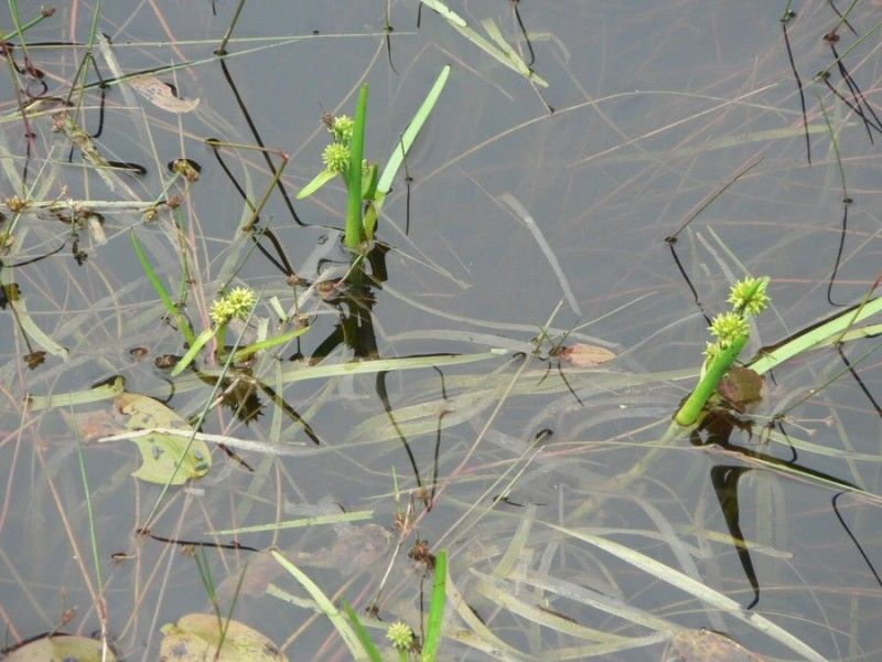 Sparganium natans habit