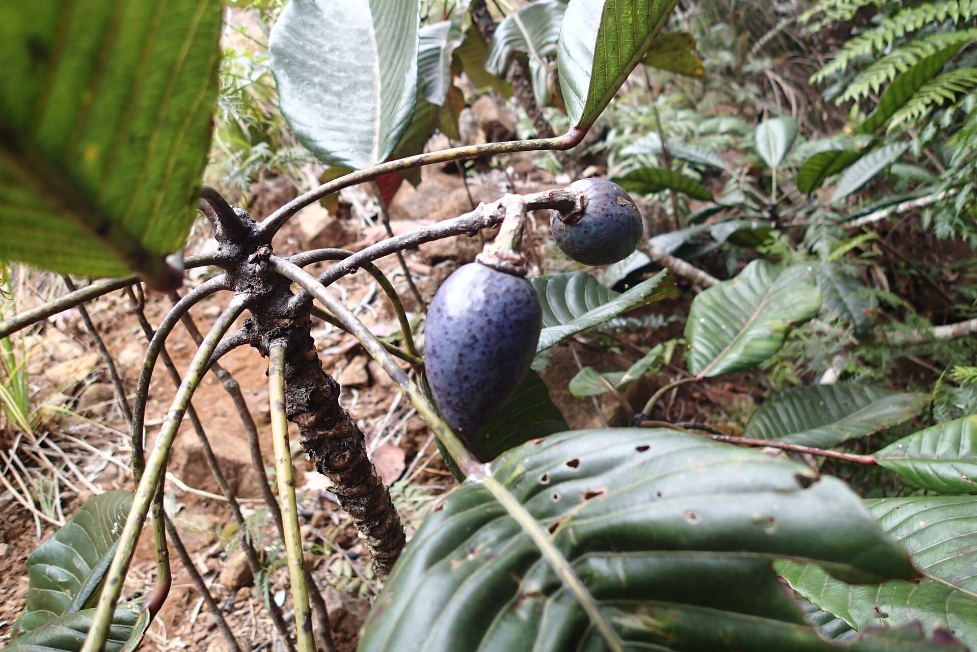 Elaeocarpus gummatus fruit