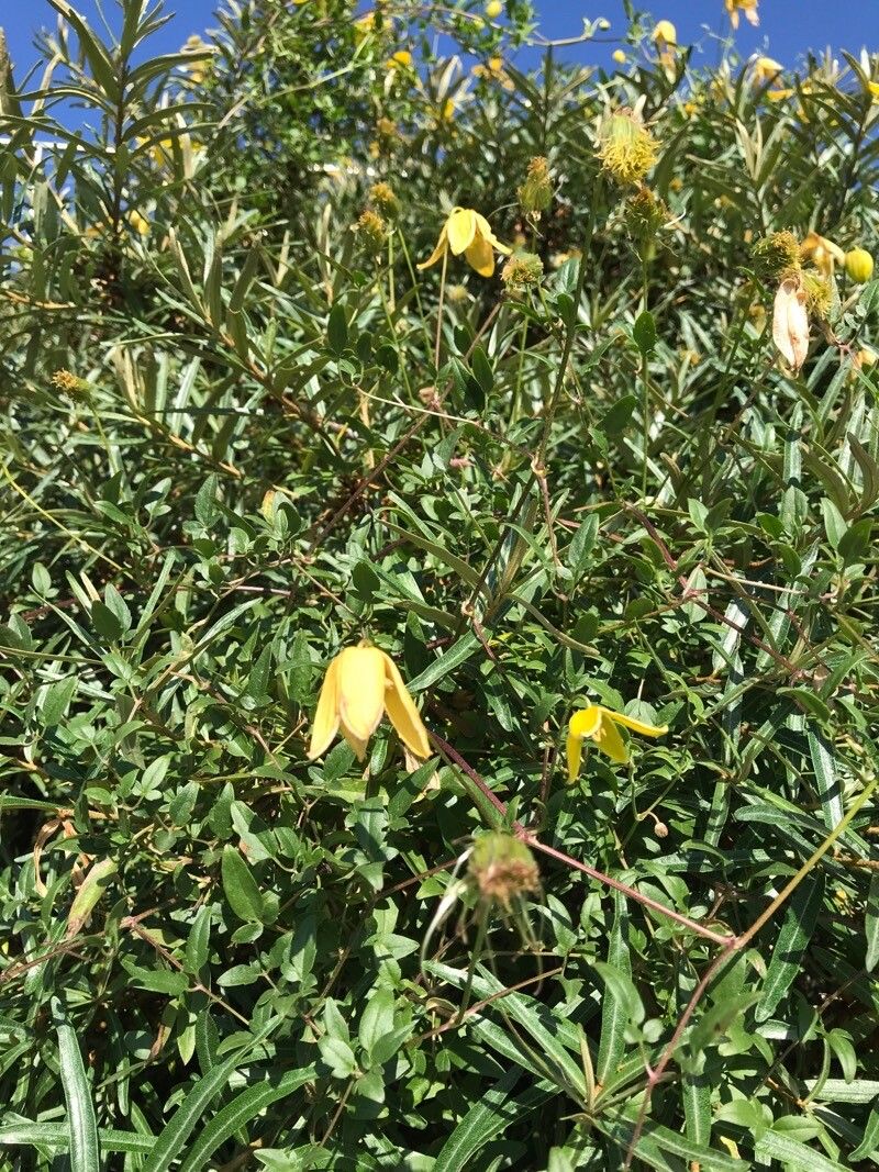 Clematis tibetana — search result for 'Clematis'