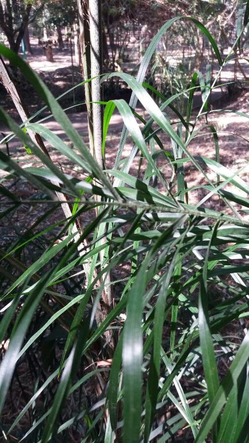 Freycinetia graminifolia — houseplant care guide