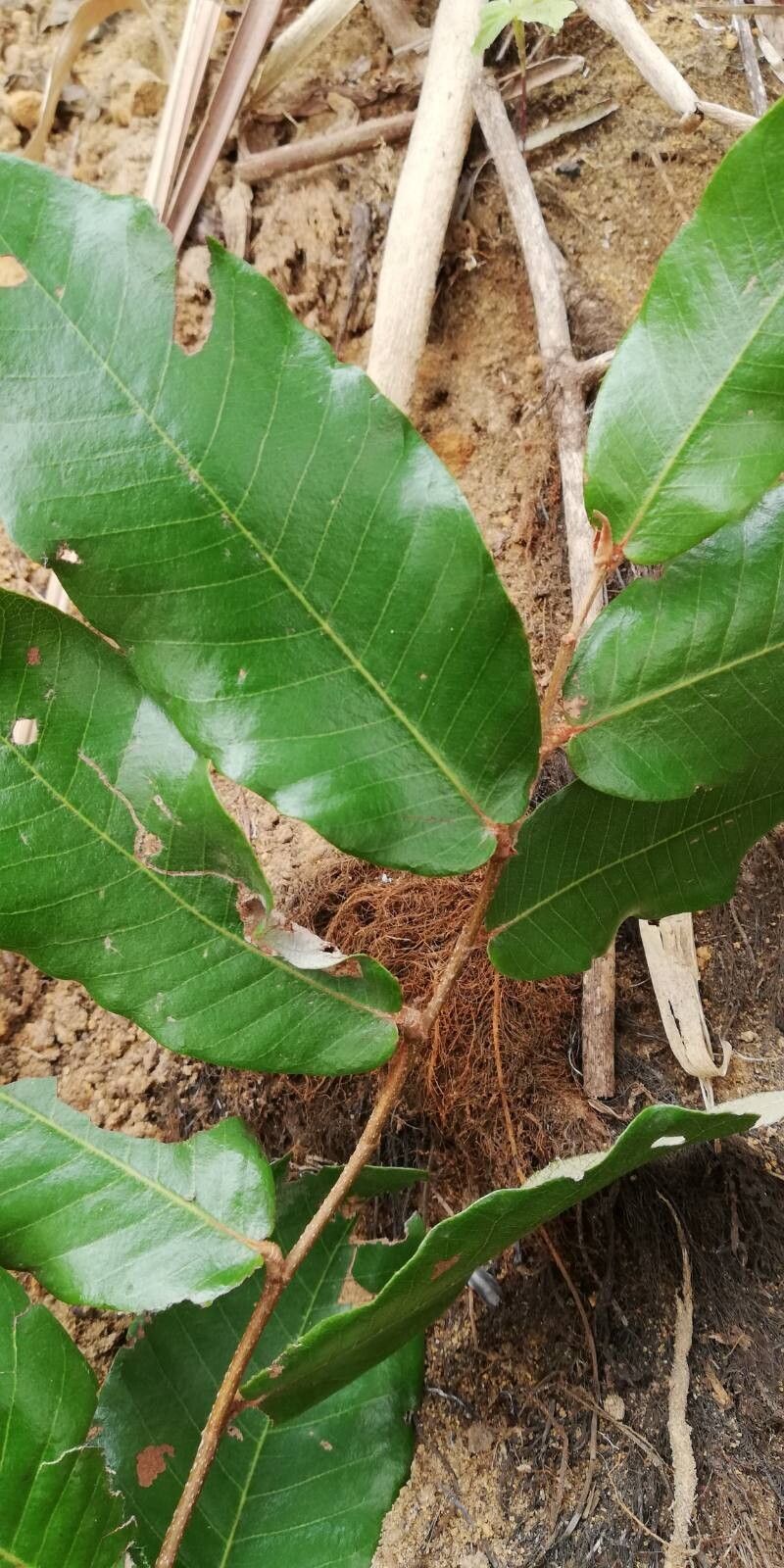 Parinari congensis leaf