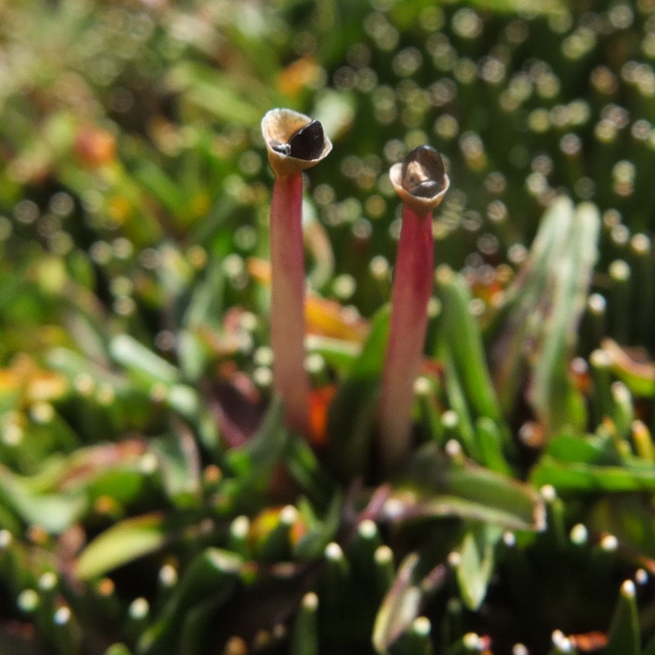 Plantago tubulosa flower