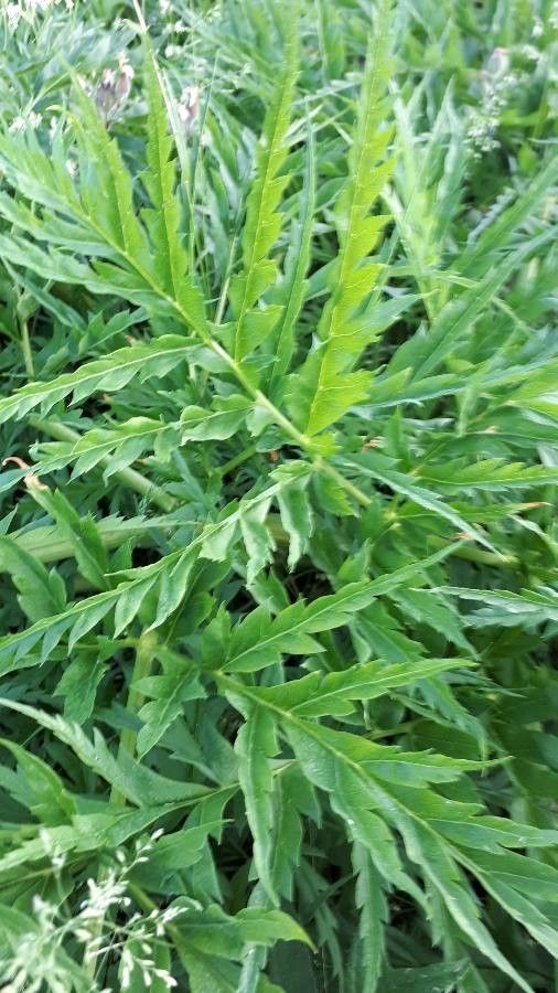 Molopospermum peloponnesiacum — houseplant care guide