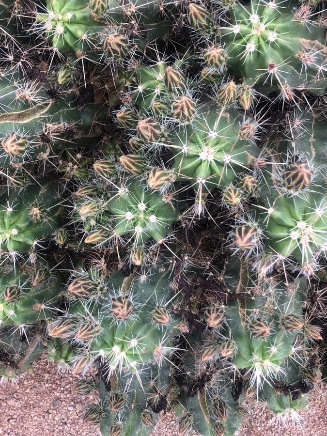 Echinocereus enneacanthus leaf
