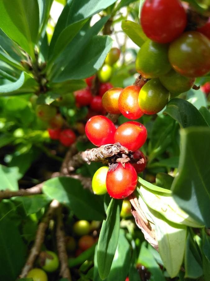 Euphorbia atropurpurea fruit