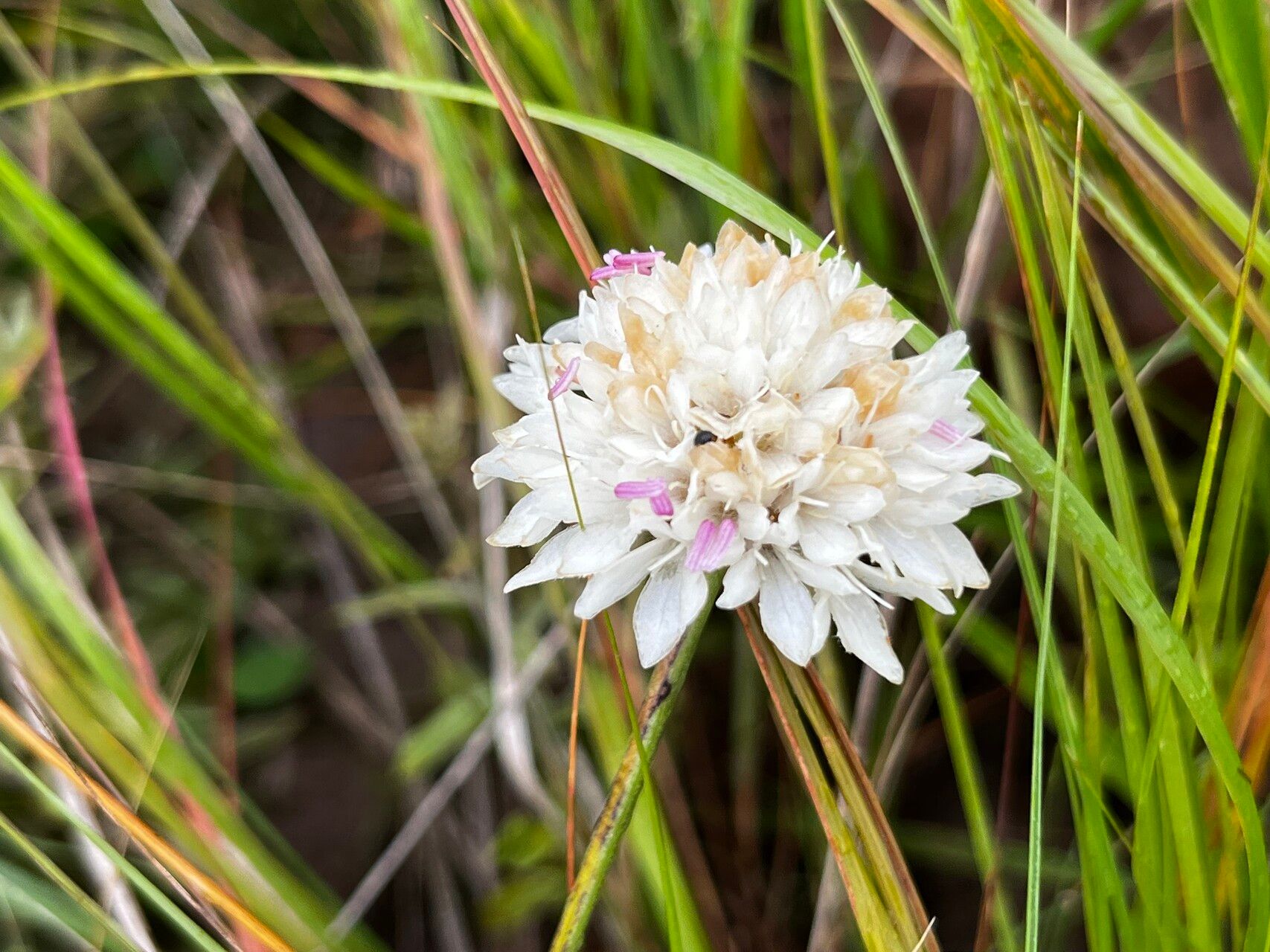 Cephalaria pungens flower