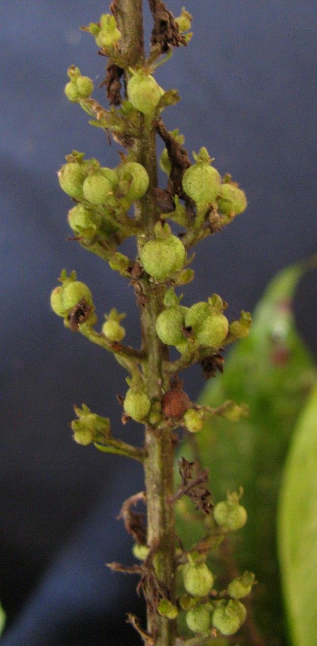 Arachnothryx brenesii other