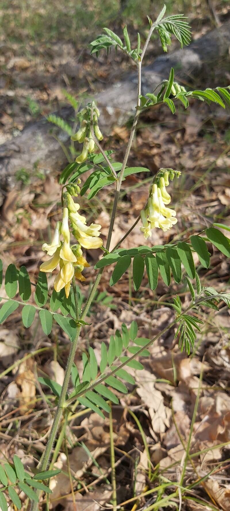 Vicia sparsiflora flower