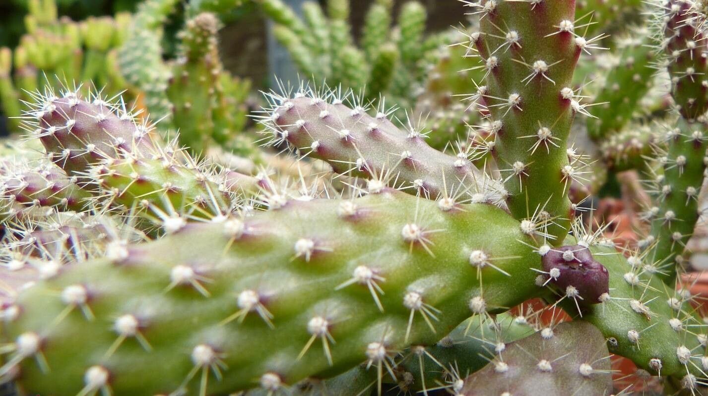Schlumbergera opuntioides — related species from the same genus