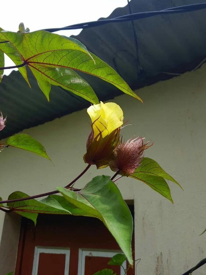 Gossypium barbadense — search result for 'Egypt'