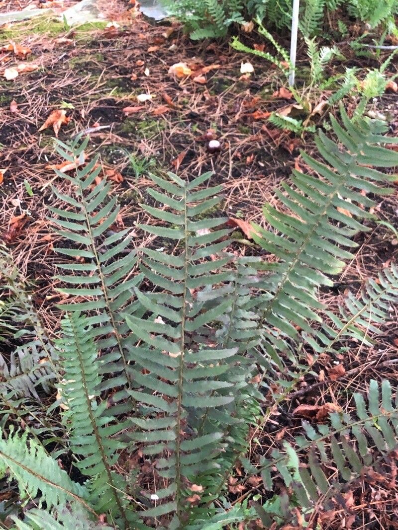 Polystichum munitum