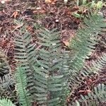 Polystichum munitum