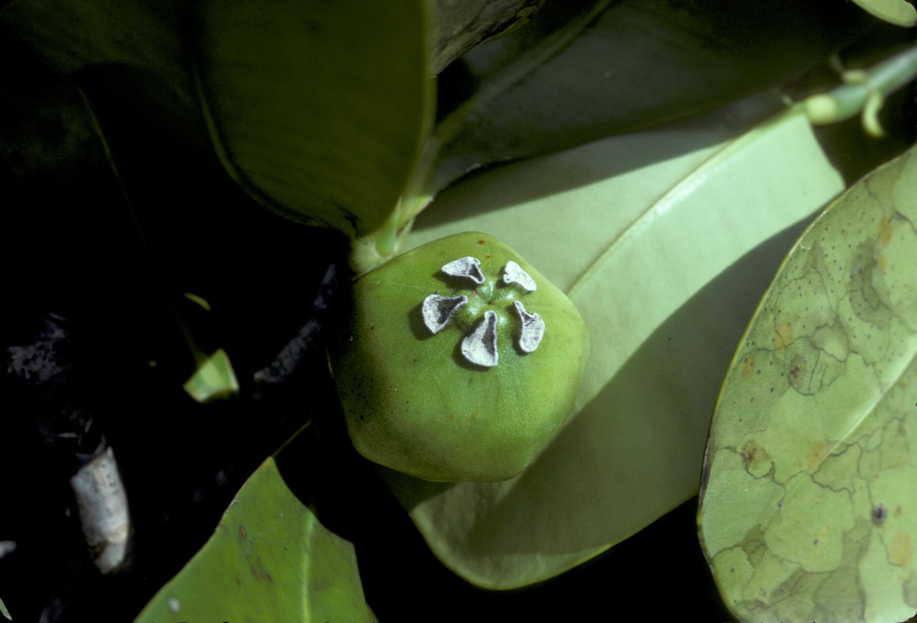 Clusia leprantha fruit