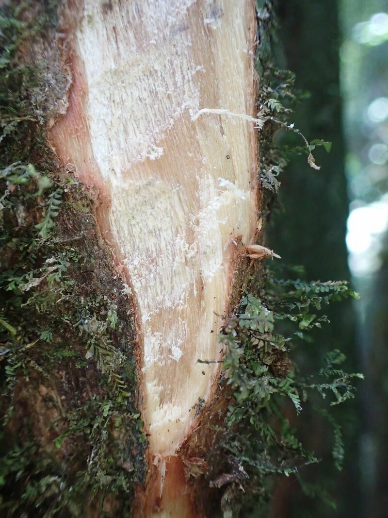 Rhabdophyllum arnoldianum bark