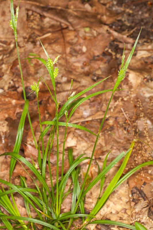 Carex pallescens leaf