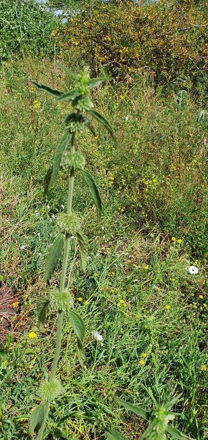 Leucas deflexa — houseplant care guide