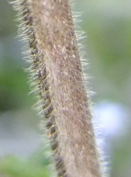 Micromeria varia bark