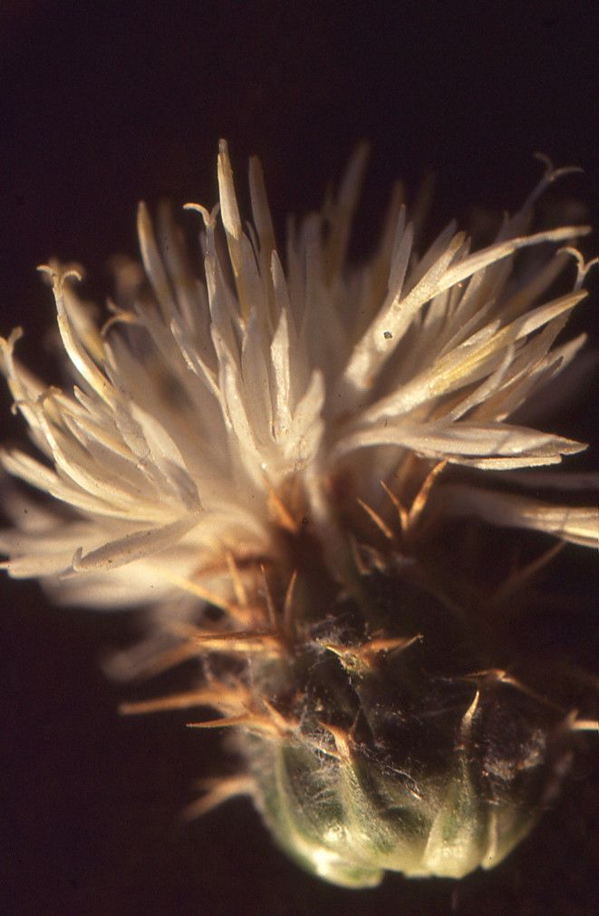Centaurea furfuracea flower