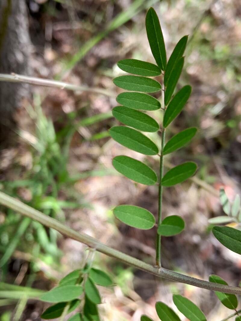 Indigofera pedunculata — houseplant care guide