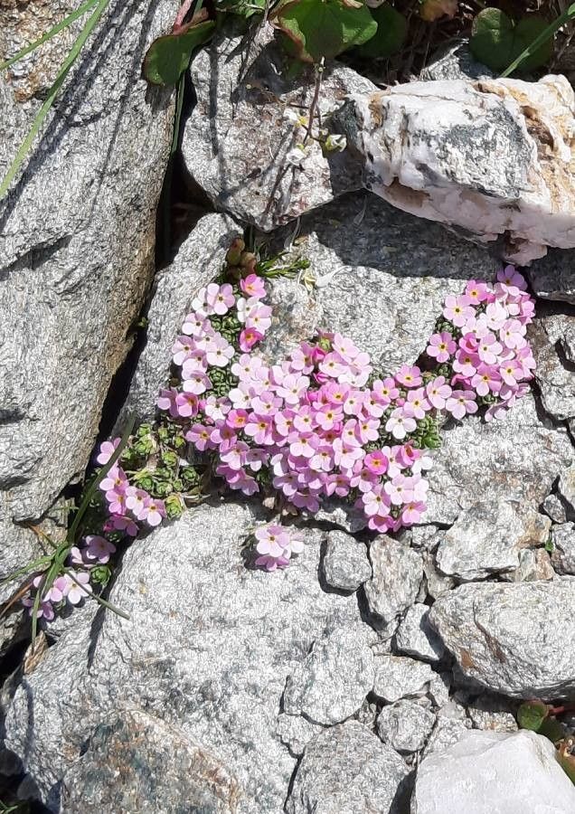 Androsace alpina flower
