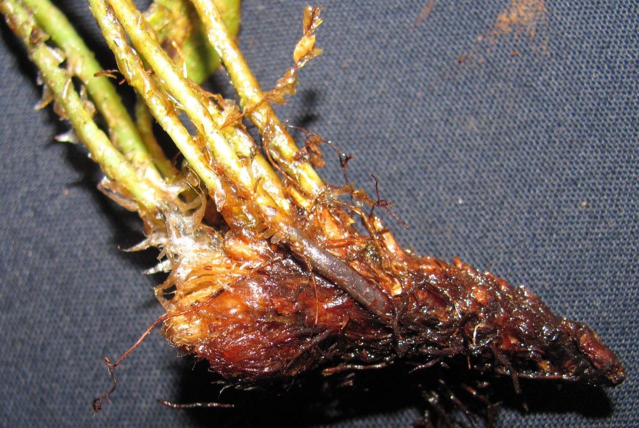 Elaphoglossum muscosum fruit