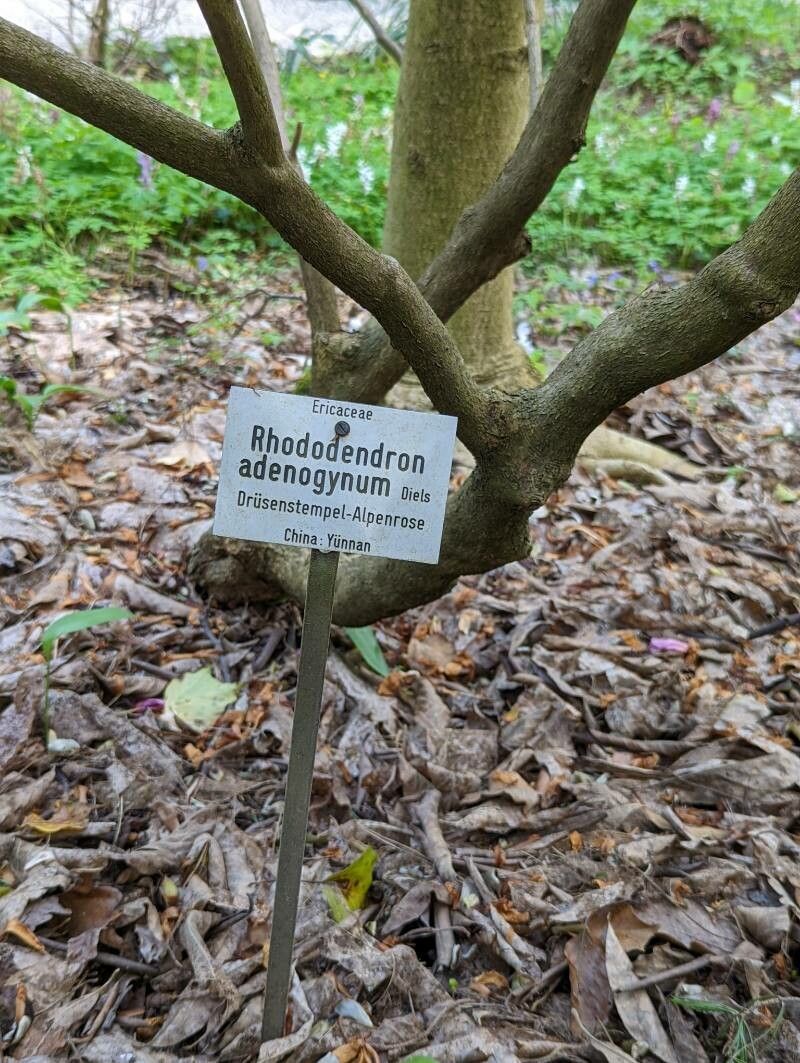Rhododendron adenogynum other