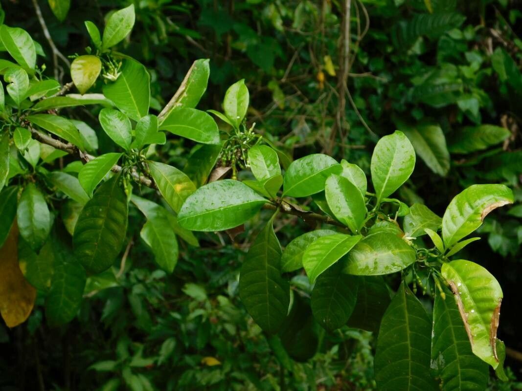Tabernaemontana citrifolia leaf