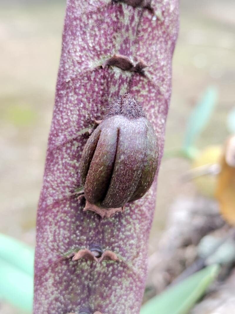 Bulbophyllum purpureorhachis fruit