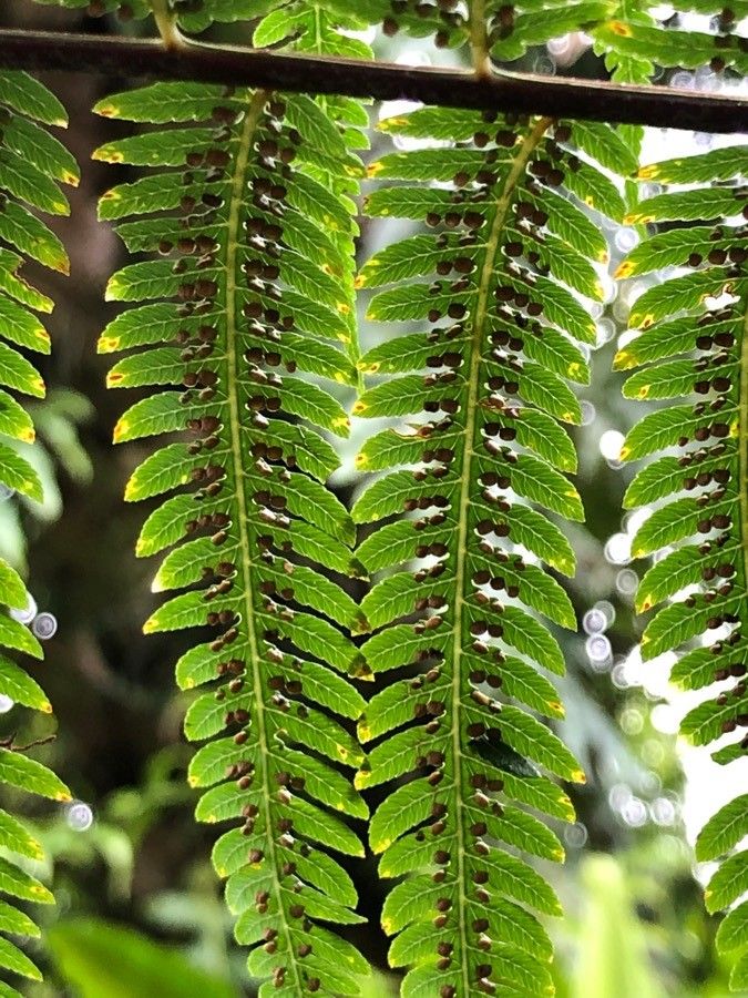 Cibotium barometz flower