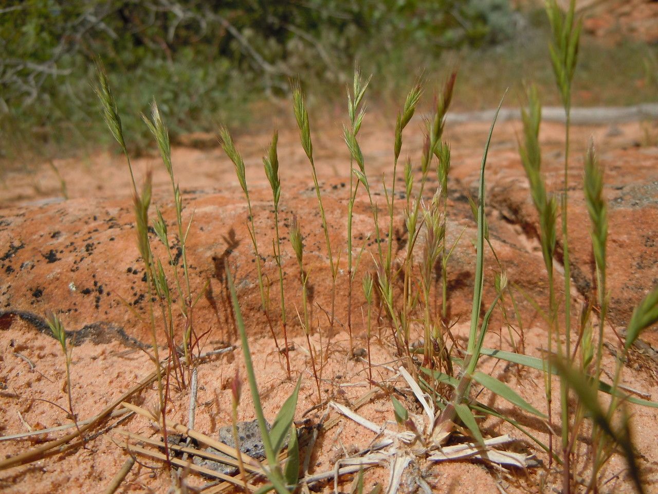 Festuca octoflora habit