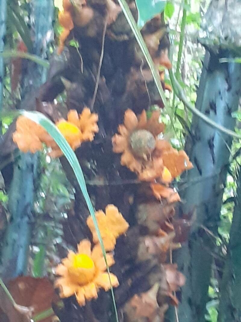 Astrocaryum paramaca flower