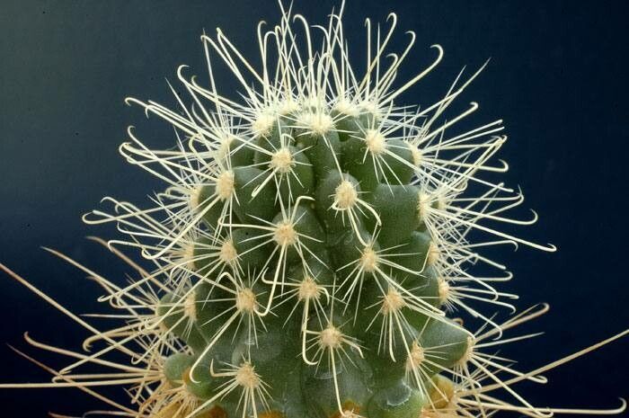 Sclerocactus polyancistrus — houseplant care guide