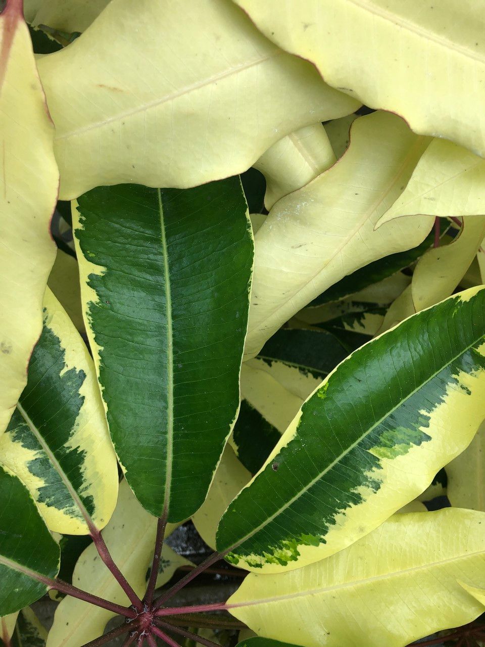 Schefflera pueckleri cv. 'Variegata' — search result for 'Schefflera'
