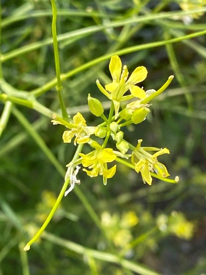 Sisymbrium altissimum flower