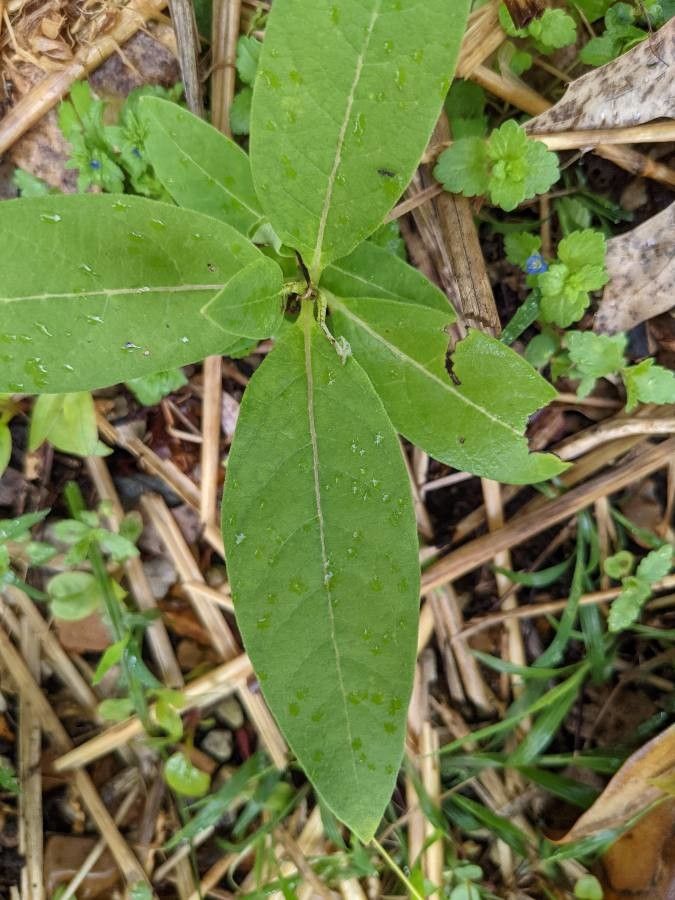 Asclepias exaltata — search result for 'Asclepias'