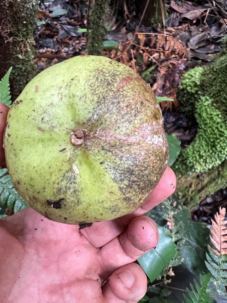 Montrouziera gabriellae fruit