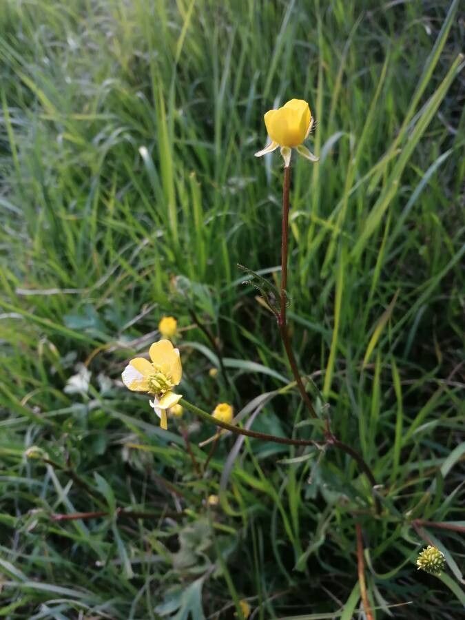 Ranunculus granatensis flower