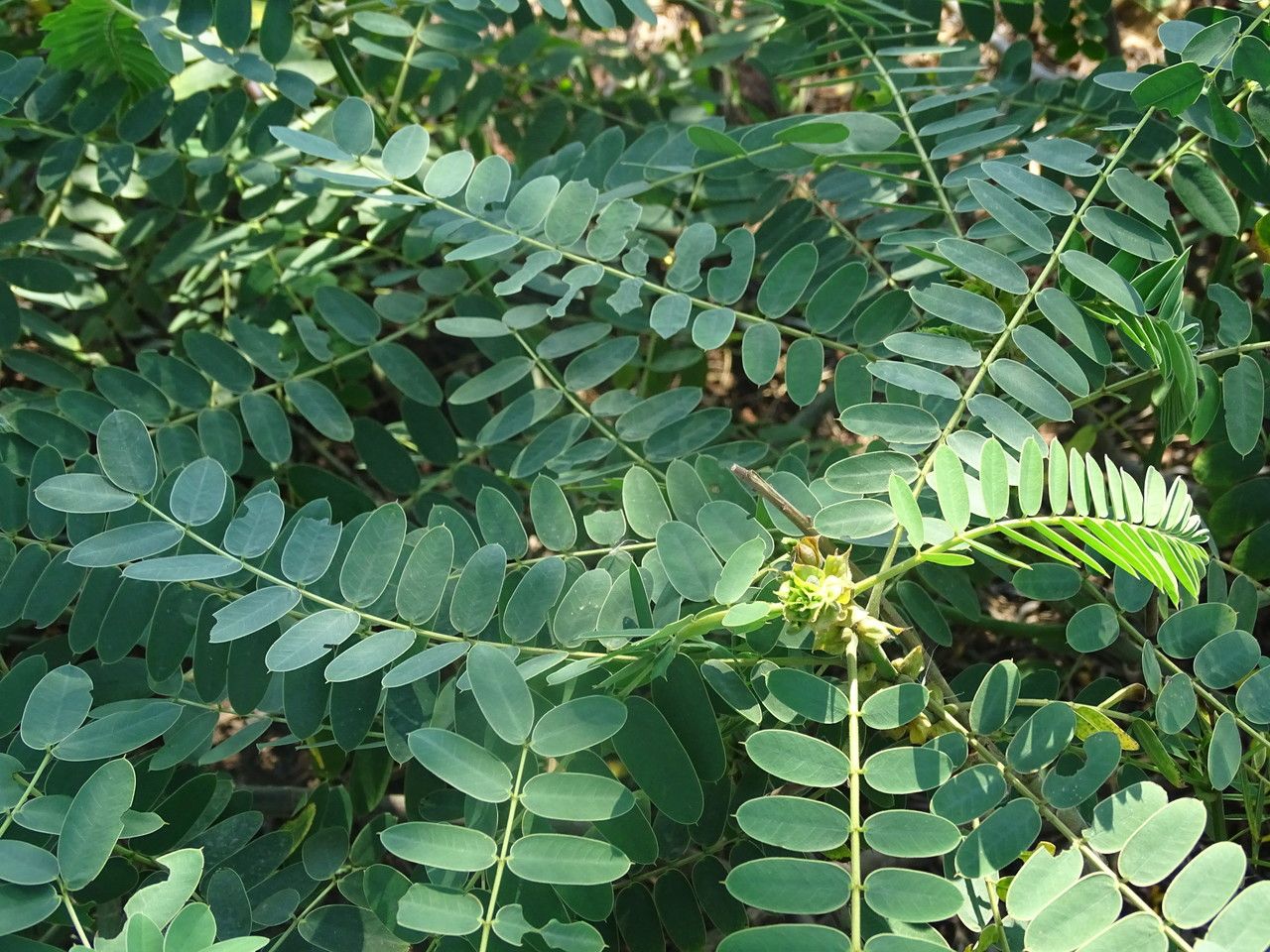 Cassia didymobotrya leaf