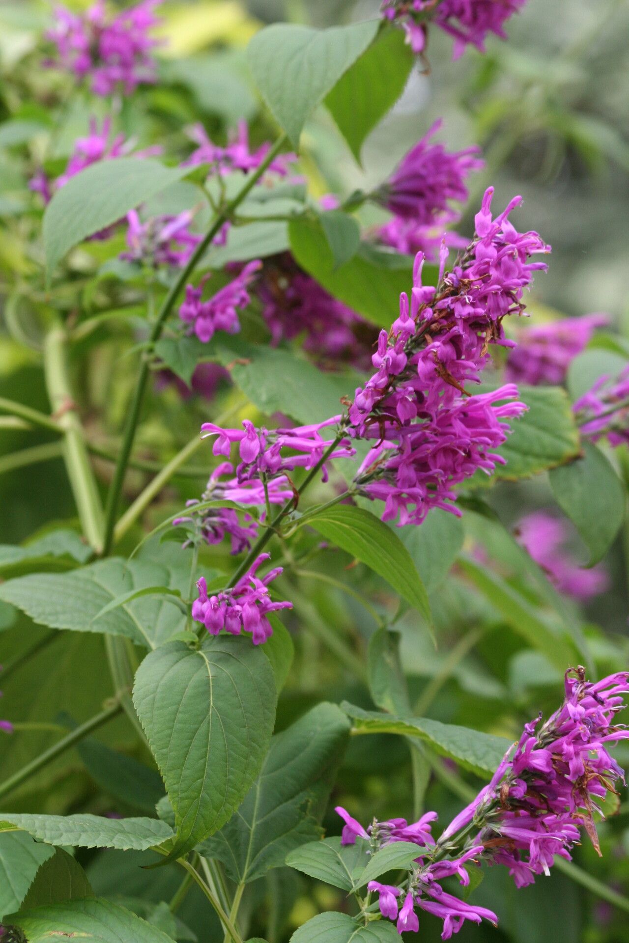 Salvia purpurea flower