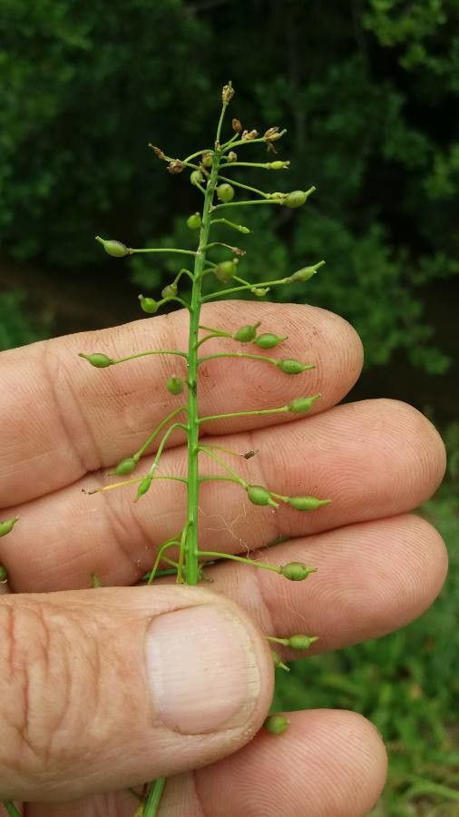 Rorippa amphibia fruit