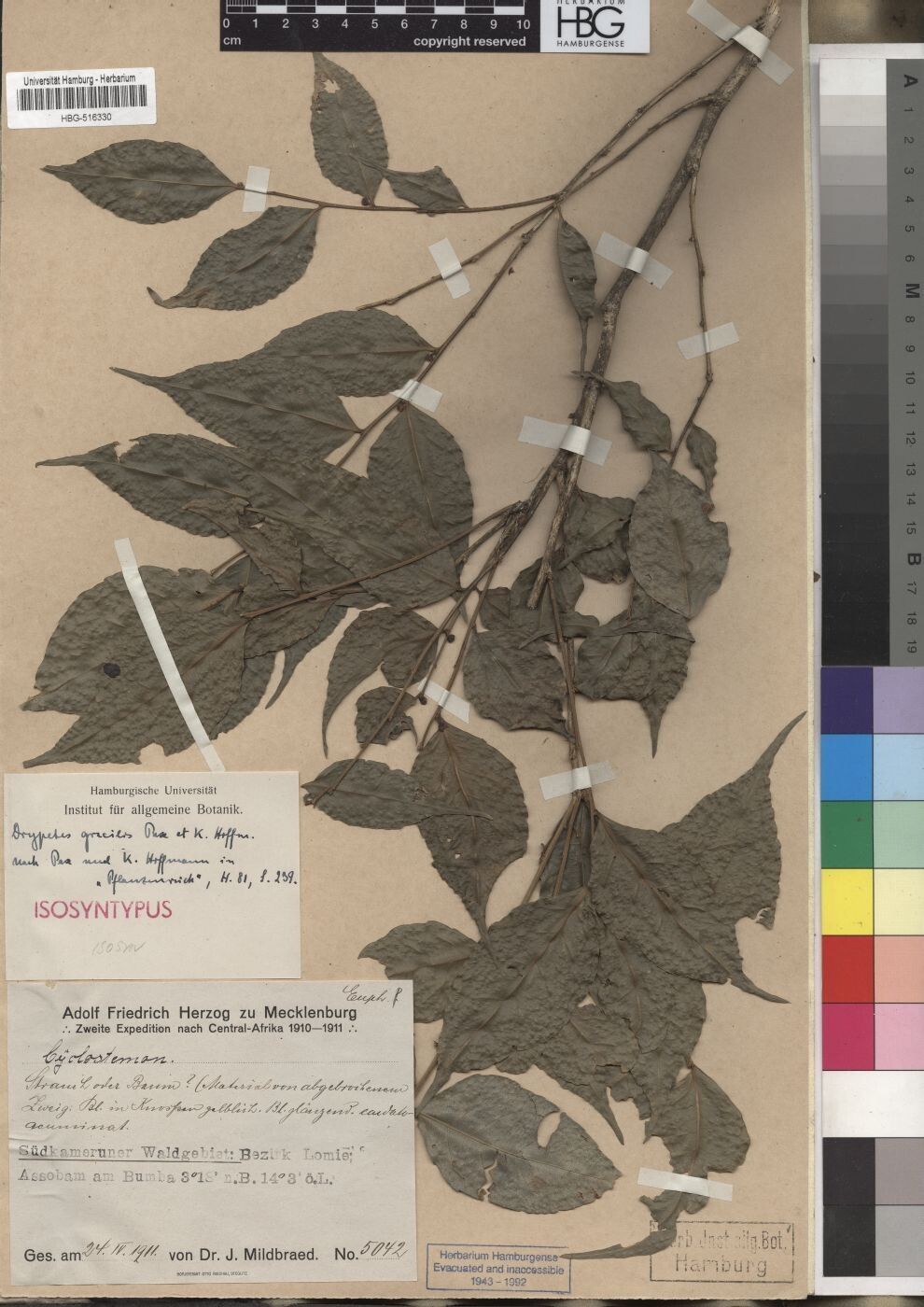 Drypetes gracilis — houseplant care guide