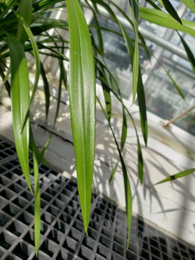 Prosthechea prismatocarpa leaf