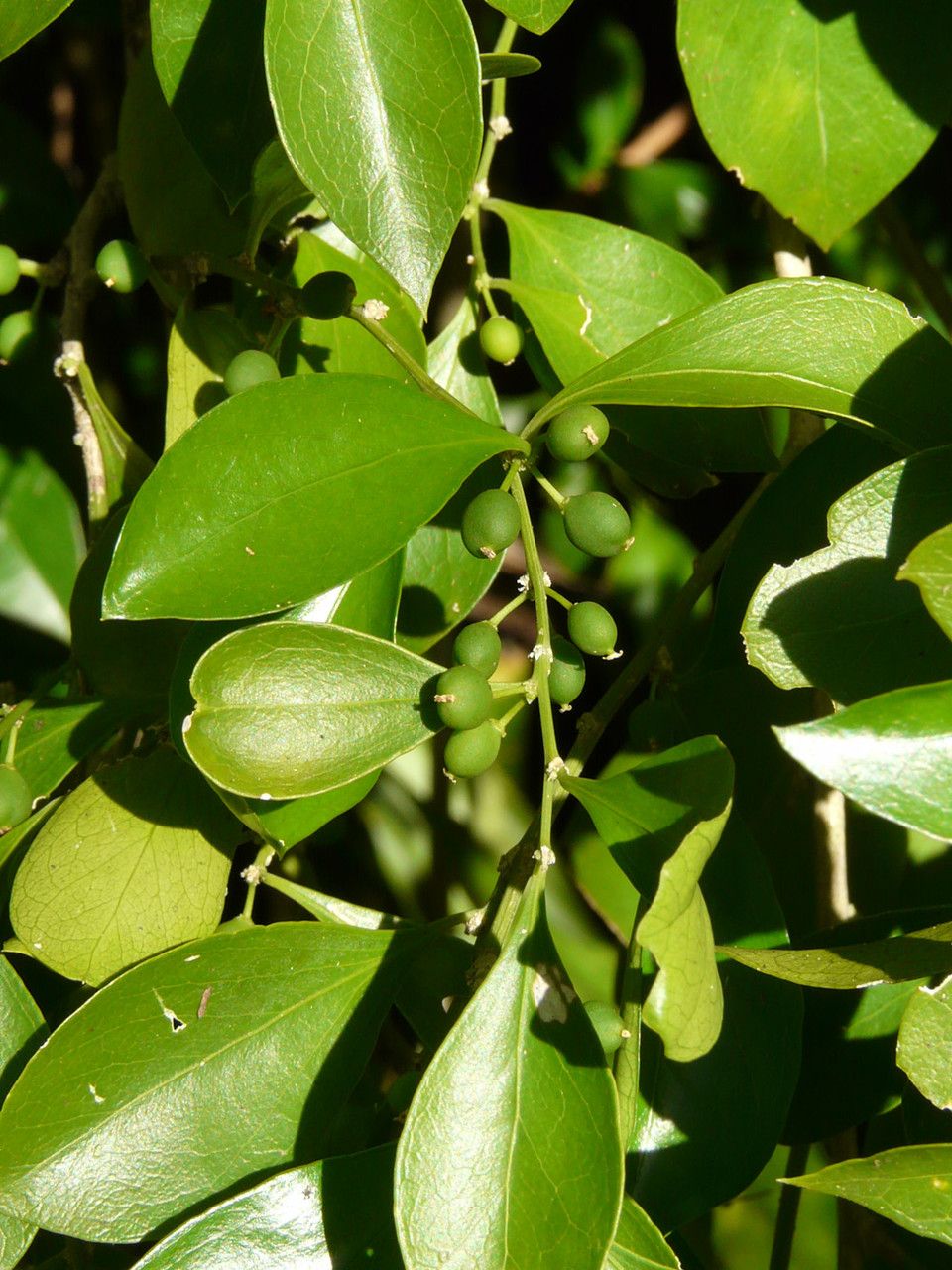 Schoepfia schreberi fruit