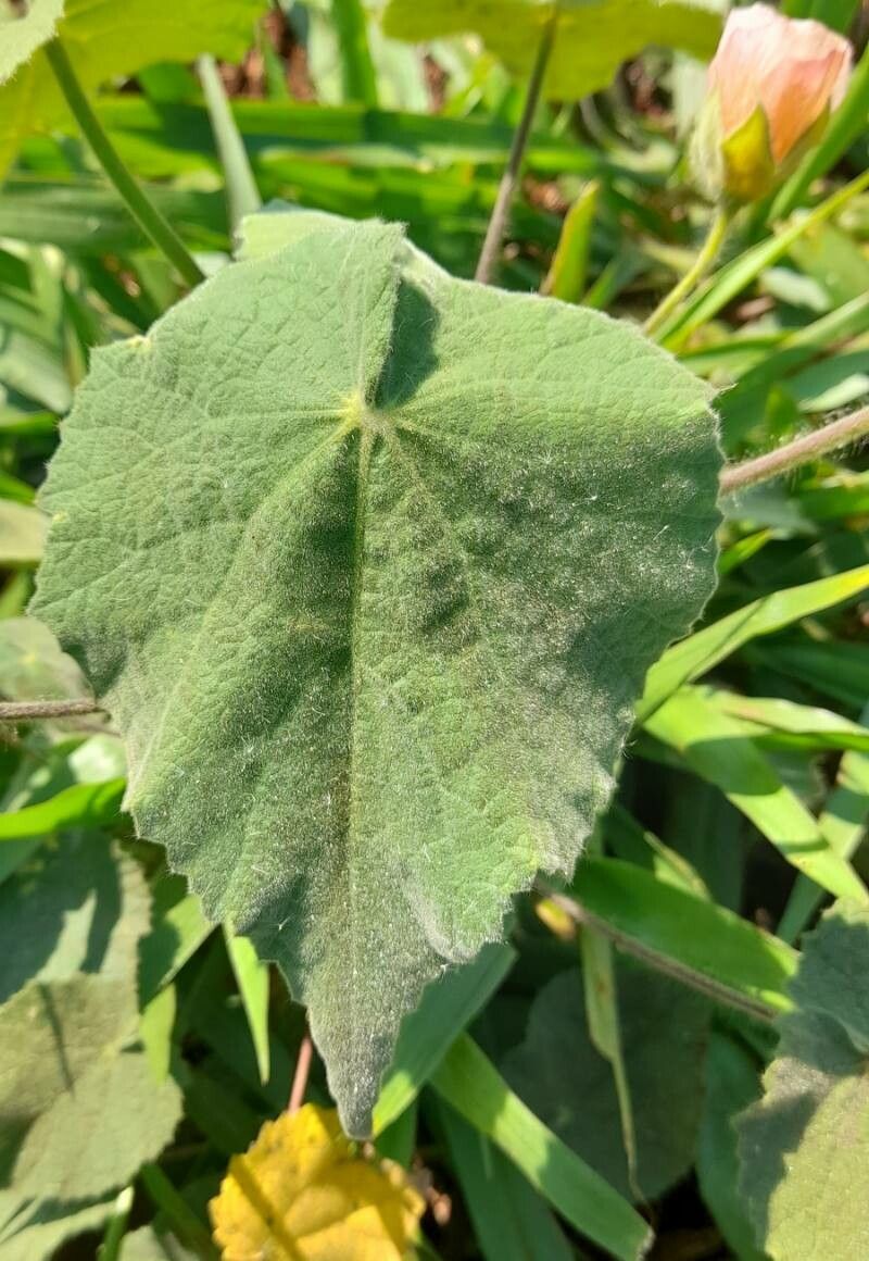 Callianthe pauciflora — related species from the same genus