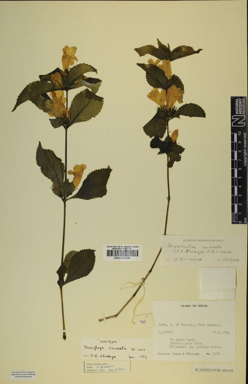 Strobilanthes cuneata other