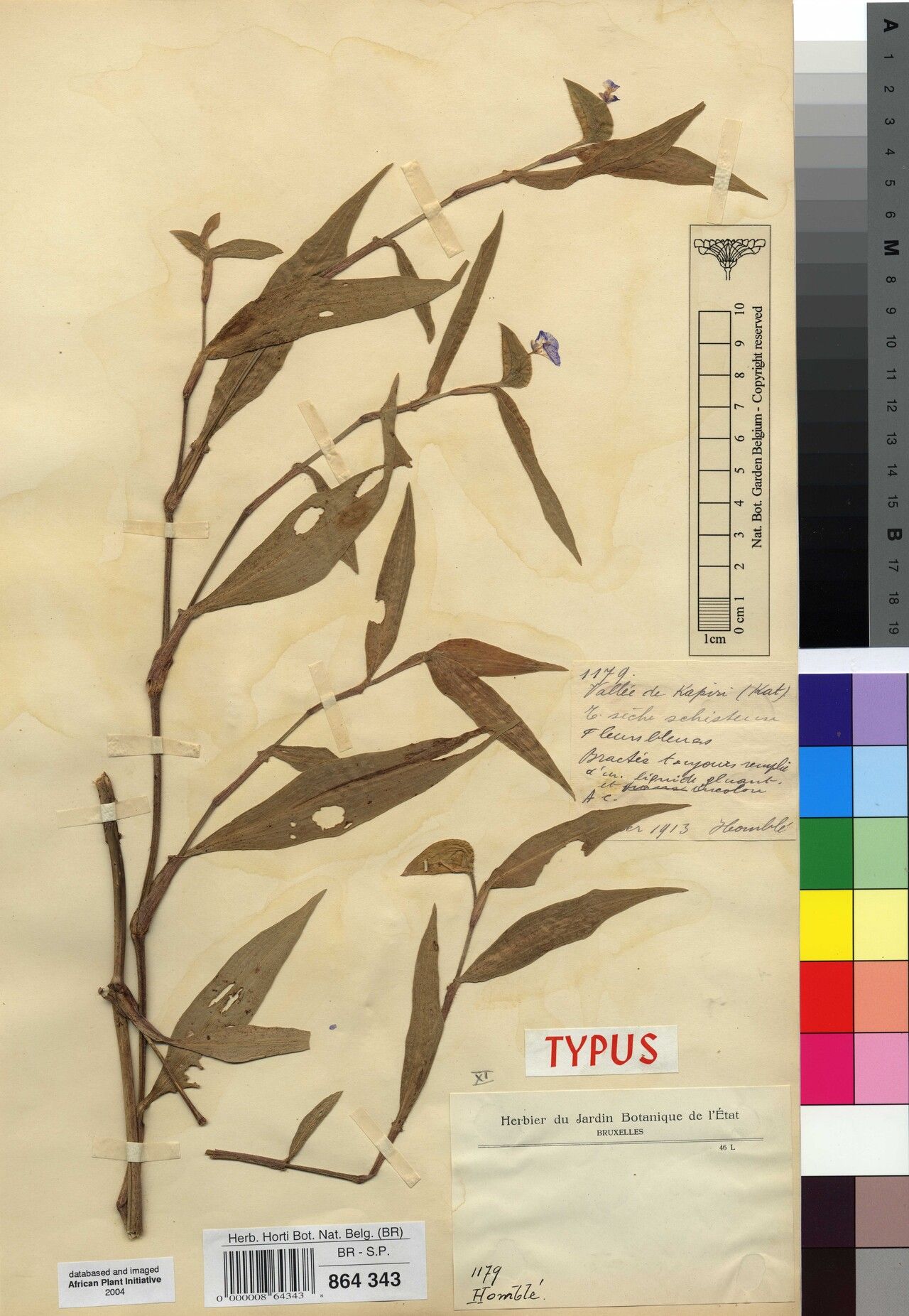 Commelina kapiriensis — search result for 'Commelina'