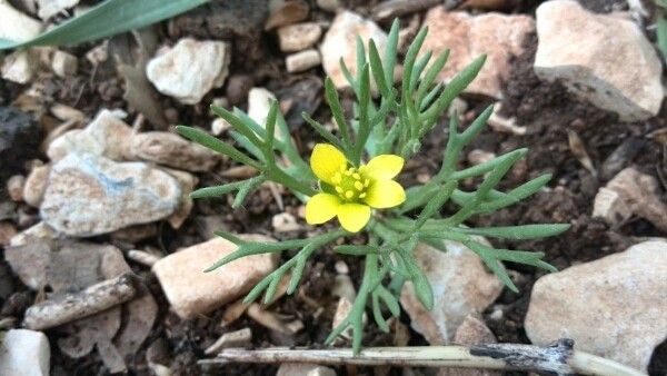 Achillea falcata — search result for 'Achillea'