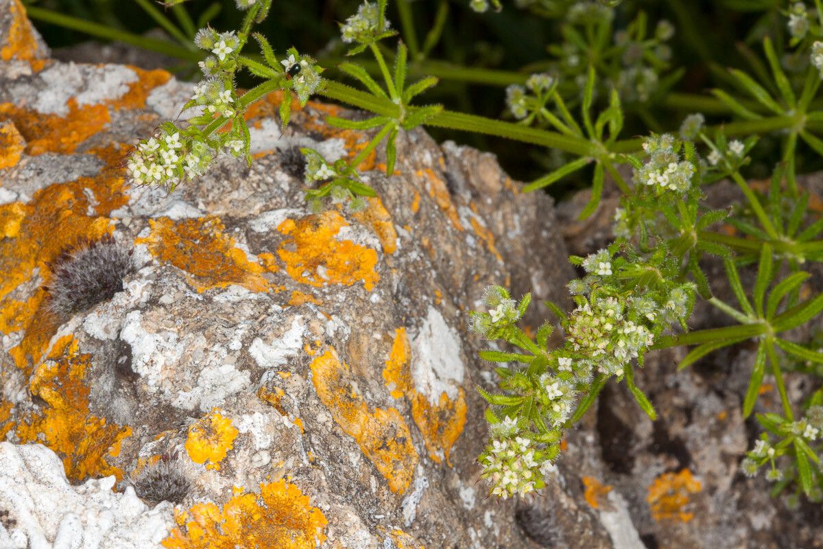 Galium murale — search result for 'Rubiaceae'
