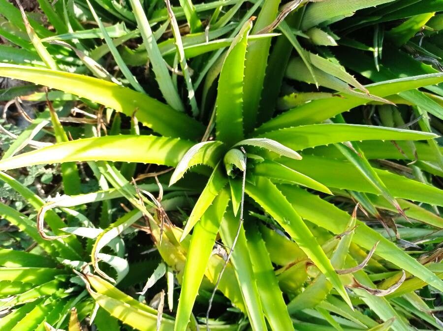 Dyckia niederleinii — houseplant care guide